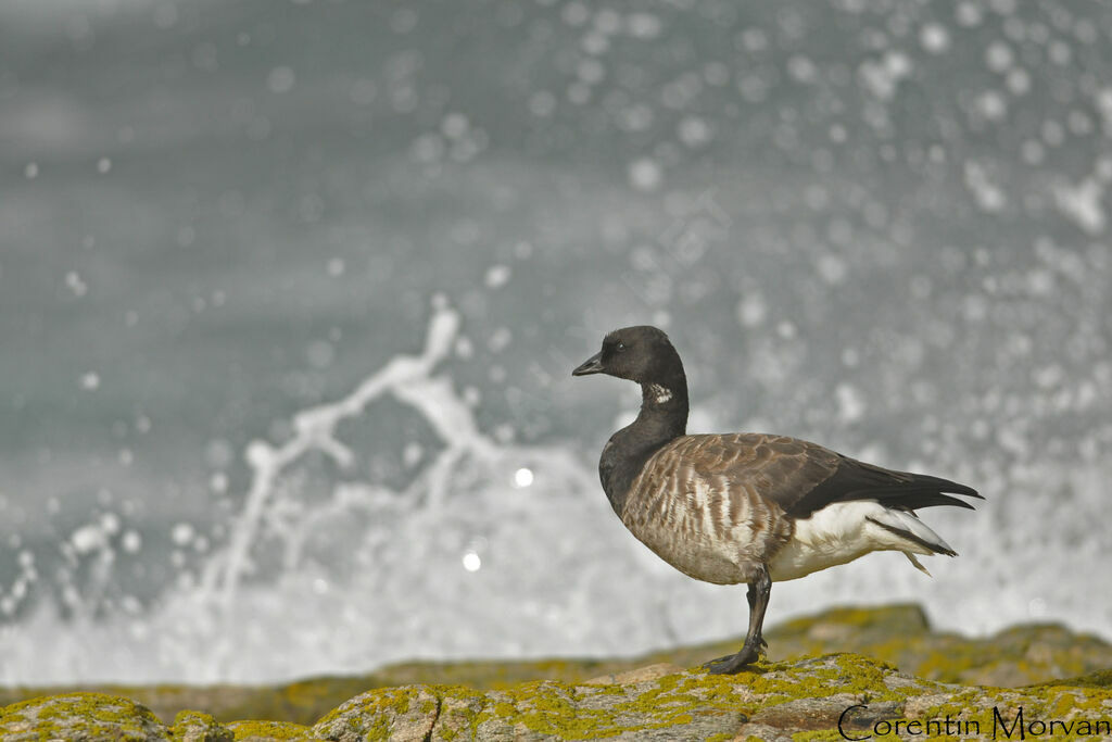 Brant Goose