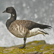 Brant Goose