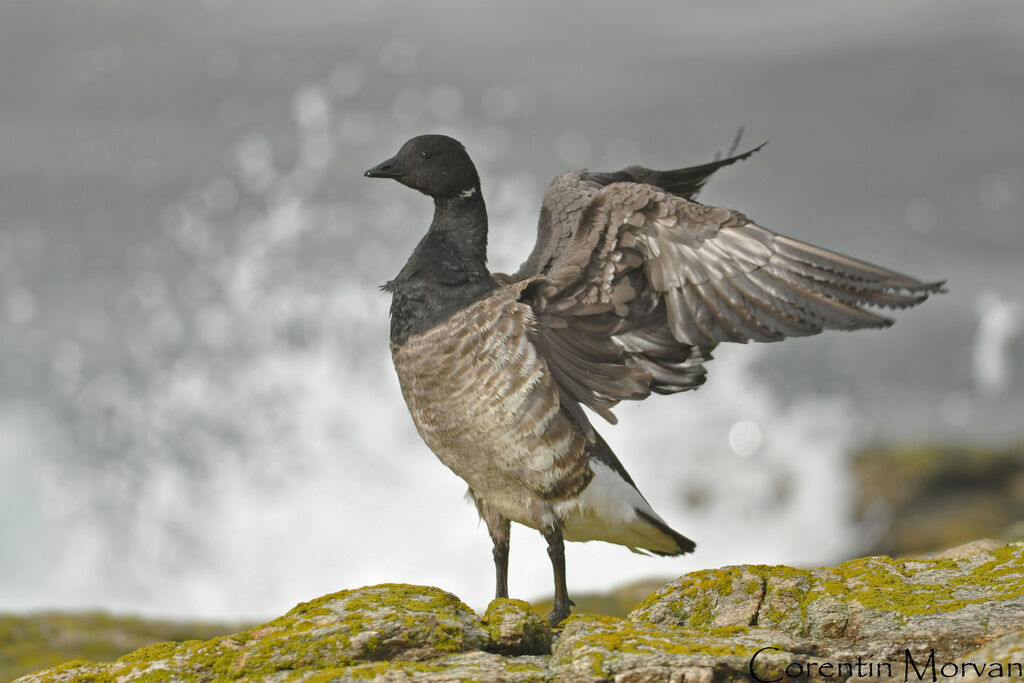 Brant Goose