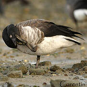 Brant Goose