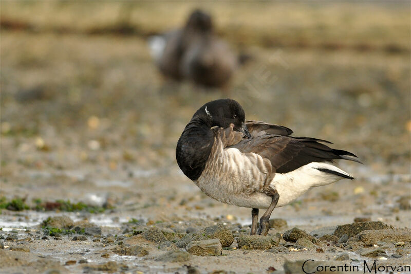 Brant Goose