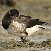 Brant Goose