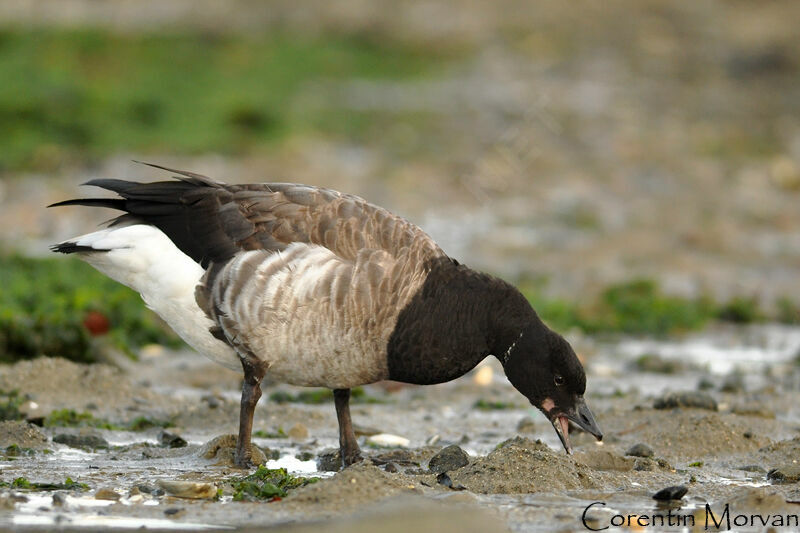 Brant Goose