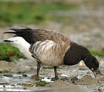 Brant Goose