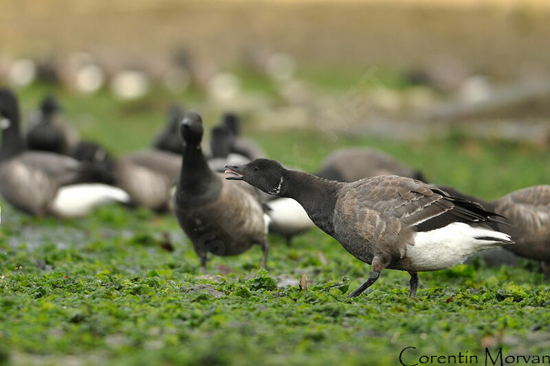 Brant Goose