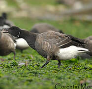 Brant Goose