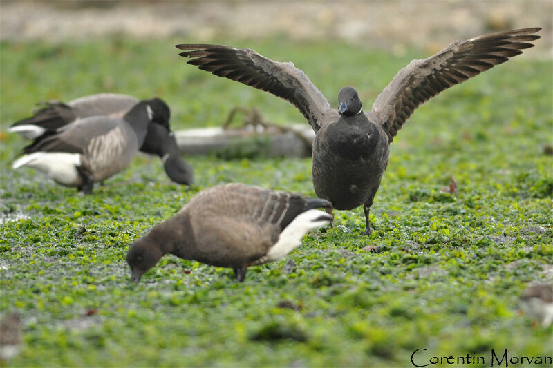 Brant Goose