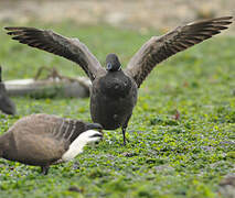 Brant Goose