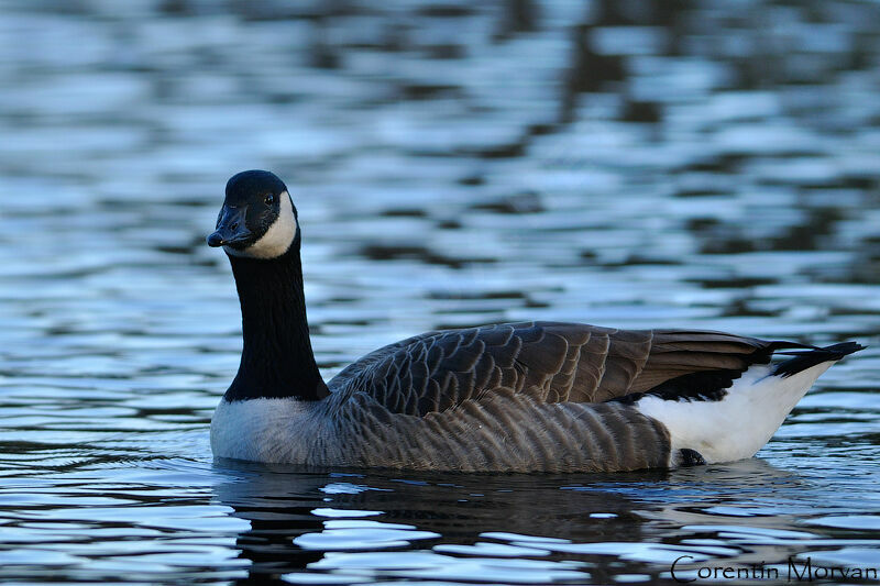 Canada Goose