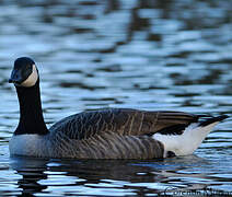 Canada Goose