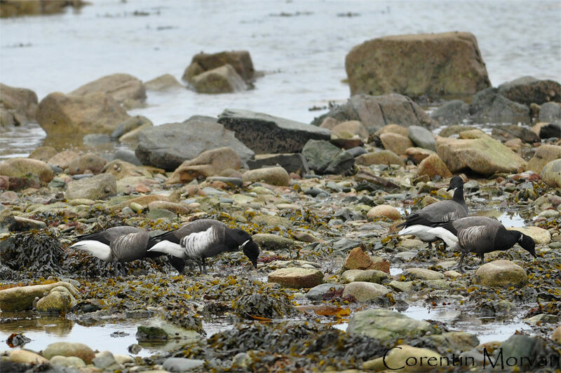 Brant Goose (nigricans)