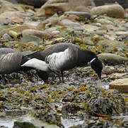 Brant Goose (nigricans)