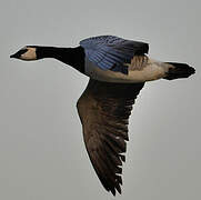 Barnacle Goose