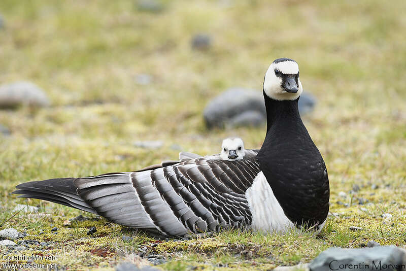 Barnacle Goose, Reproduction-nesting, Behaviour