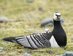 Barnacle Goose