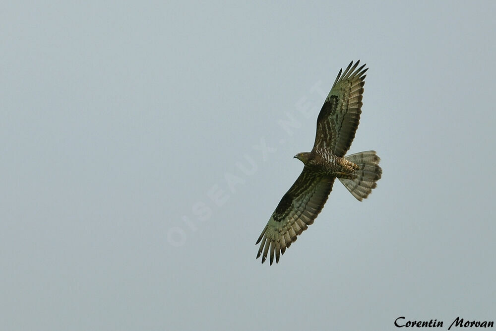 European Honey Buzzard