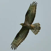 European Honey Buzzard