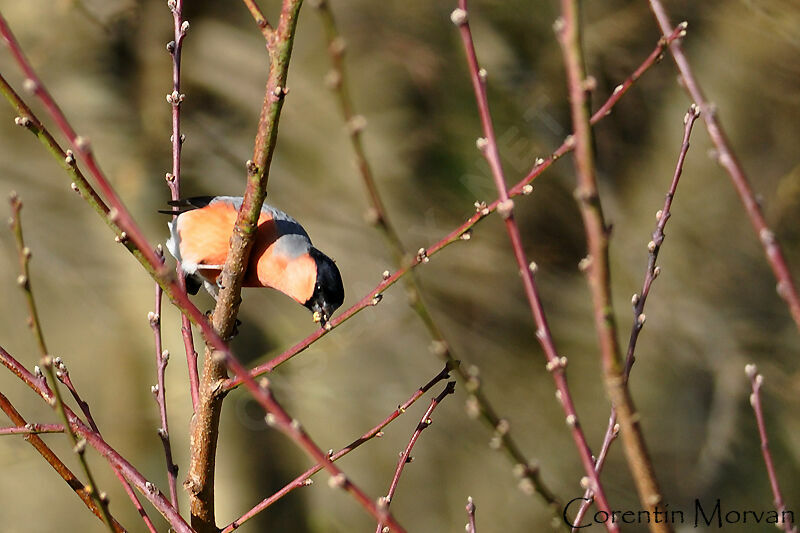 Eurasian Bullfinch