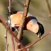 Eurasian Bullfinch