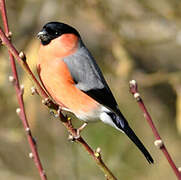 Eurasian Bullfinch