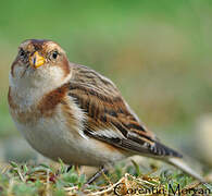 Snow Bunting