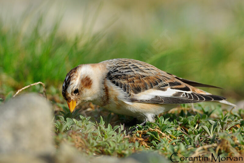 Snow Bunting