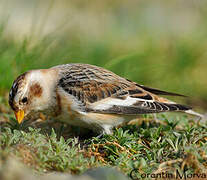 Snow Bunting