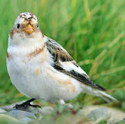 Snow Bunting