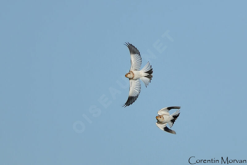 Snow Bunting