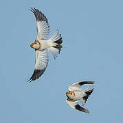 Snow Bunting