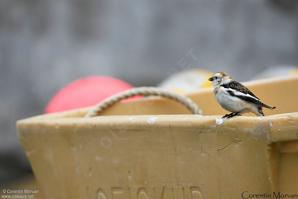 Snow Bunting