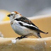 Snow Bunting