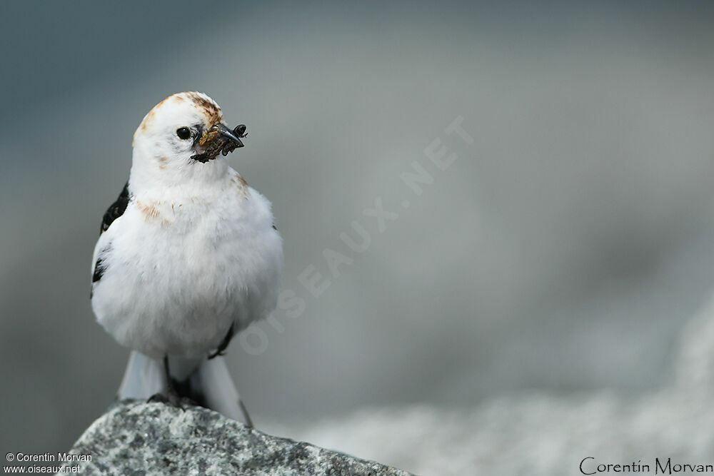 Snow Bunting