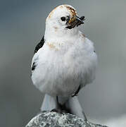 Snow Bunting