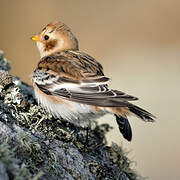 Snow Bunting