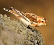 Snow Bunting