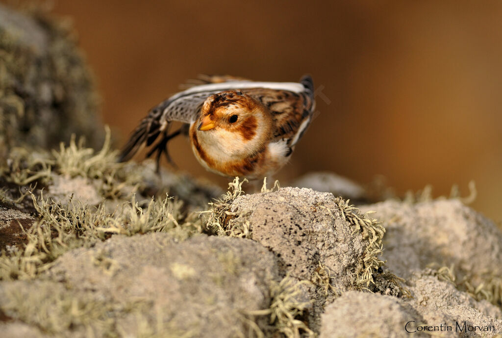 Snow Bunting