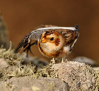 Snow Bunting