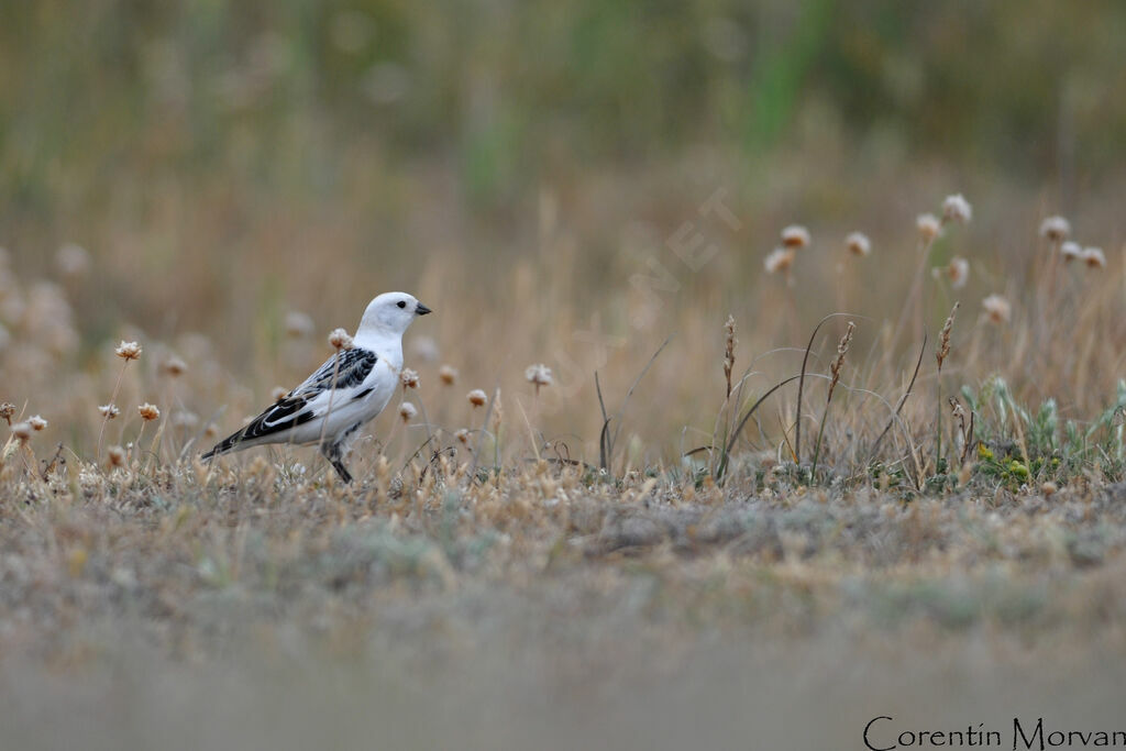 Snow Bunting