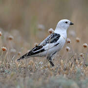 Snow Bunting