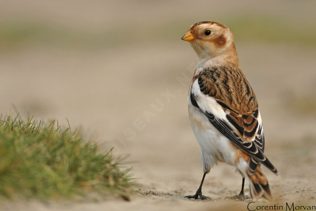 Snow Bunting