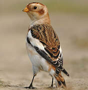 Snow Bunting