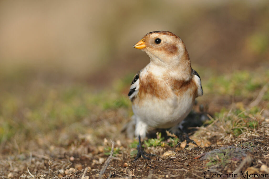 Snow Bunting