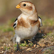 Snow Bunting