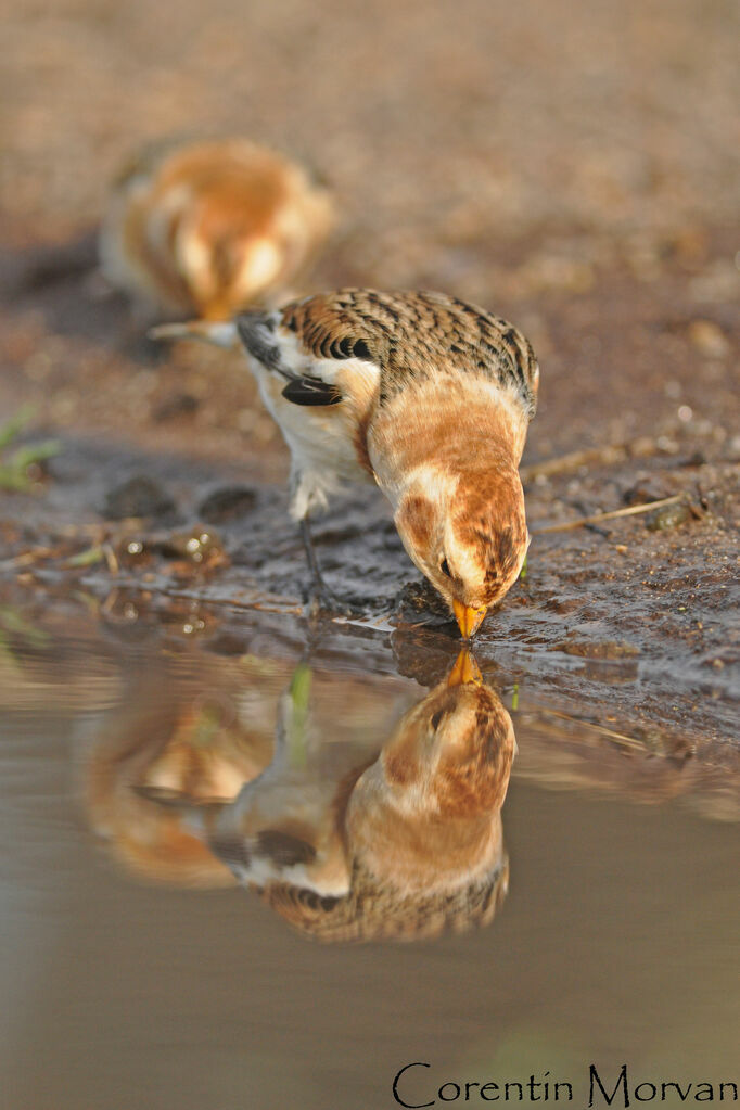 Snow Bunting