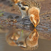 Snow Bunting