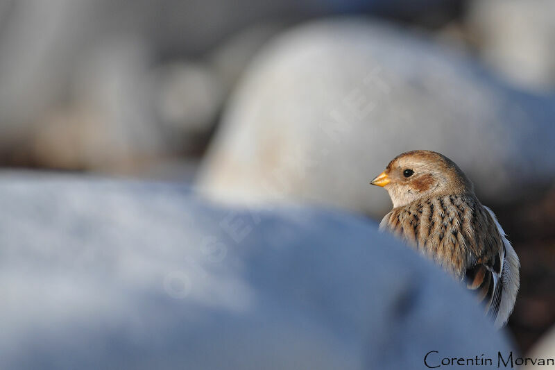 Bruant des neiges