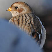 Snow Bunting