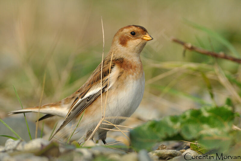 Snow Bunting