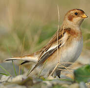 Snow Bunting